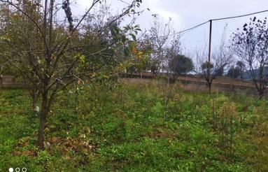 فروش و معاوضه باغ نهال میوه روستا چهاردانگه