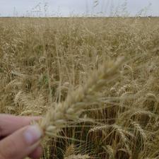 25 هزار متر زمین کشاورزی