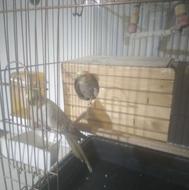 فروش یک جفت عروس هلندی