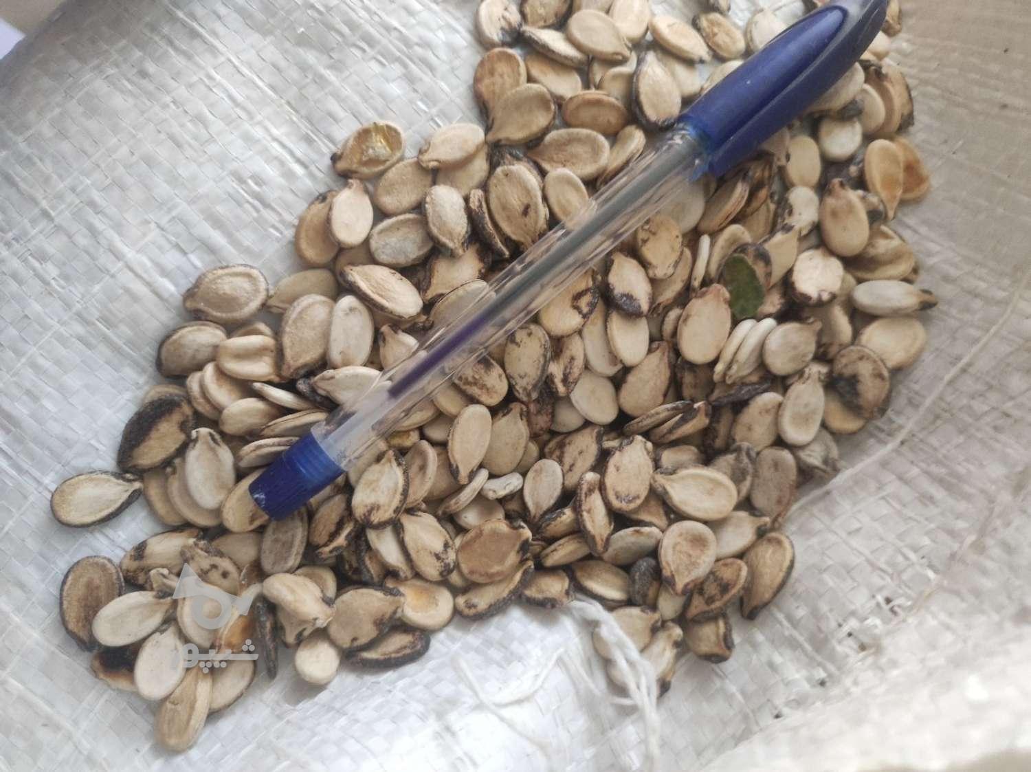 تخمه هندوانه درشت، بوجار و سرند خورده پرمغز 1.7تن