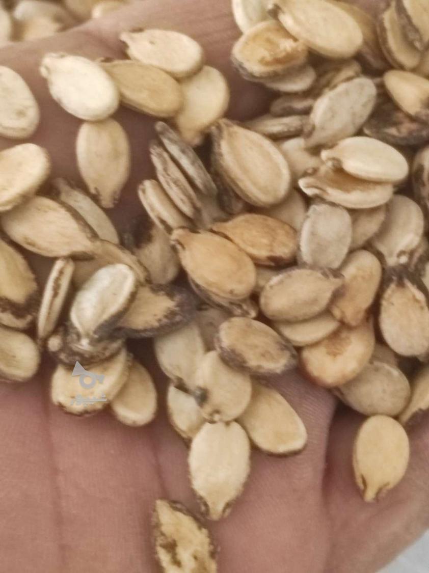 تخمه هندوانه درشت، بوجار و سرند خورده پرمغز 1.7تن