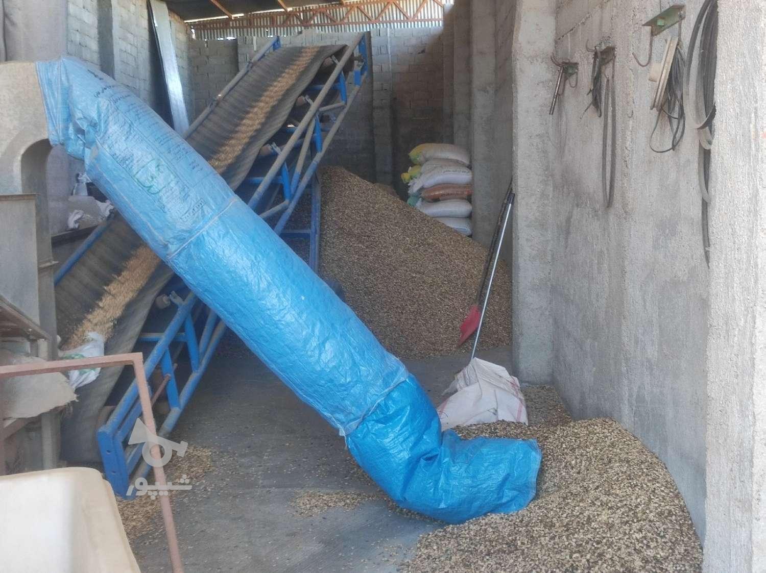 تخمه هندوانه درشت، بوجار و سرند خورده پرمغز 1.7تن