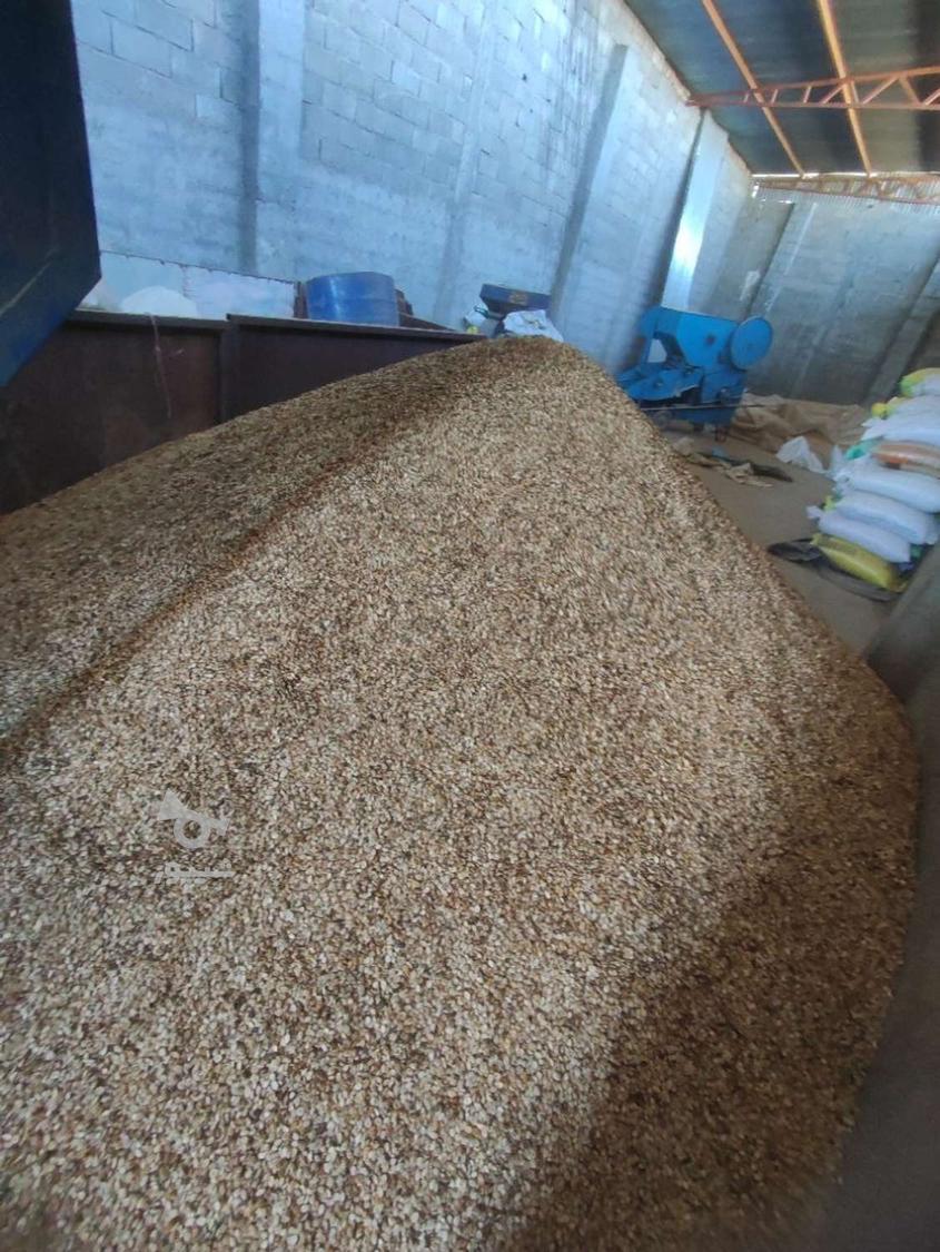 تخمه هندوانه درشت، بوجار و سرند خورده پرمغز 1.7تن