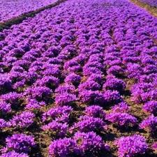 یک هکتارو نیم زمین مناسب کاشت زعفران