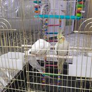 فروش عروس هلندی