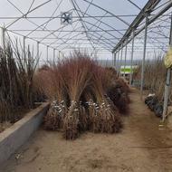 نهال بادام تونو