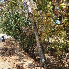 باغ در بحراسفالت در بهترین لوکیشن با فاصله 500متری ازشهر