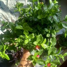 گل ناز یخی و برگ بیدی بنفش