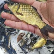 فروش بچه ماهی گرمابی از لارو امسال