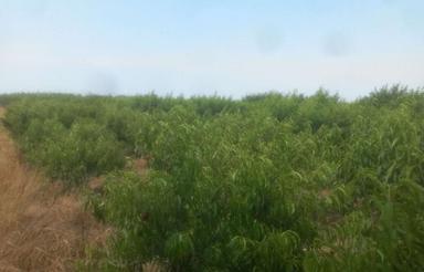 فروش فوری زمین 6000 متری با موقعیت عالی بهشهر