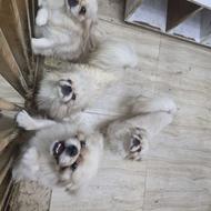 واگذاری سگ پیکینیز