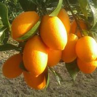 نهال پیوندی