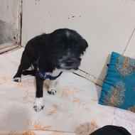 واگذار سگ خونگی تریر آروم حرف گوش کن