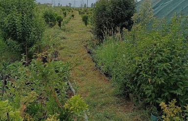 باغ گل و گیاه 2311متر کلاچای بی بالان