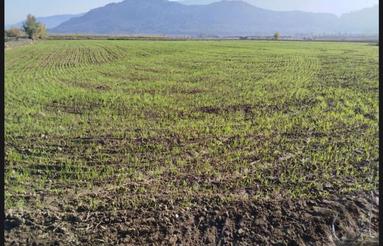 اجاره 1 هکتار