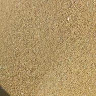 بذر یونجه سیاه قدبلند تضمینی