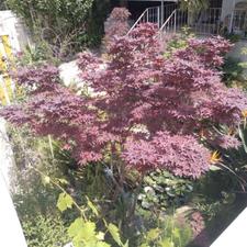 ویلا دوطبقه دوبلکس