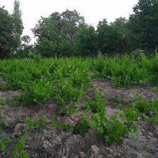 باغ انگور جاده دانشگاه با بهترین موقعیت