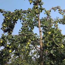 خانه باغ ویلایی