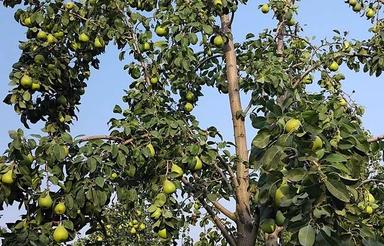 خانه باغ ویلایی