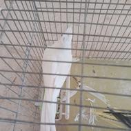 فروش دو عدد عروس هلندی