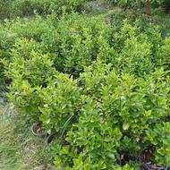 فروش شمشاد پرتقالی