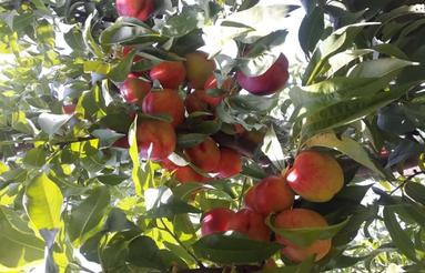 100متر زمین کشاورزی(باغ شلیل)