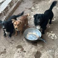 واگذاری 3قلاده سگ دوتا نروماده به همراه توله