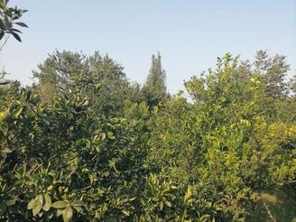 فروش خونه باغ