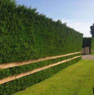 مشارکت تولید و تکثیر گل و گیاه در روستاهای گیلان