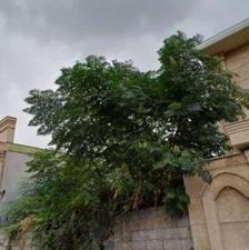 فروش زمین مسکونی 290 متری در کلاکسر