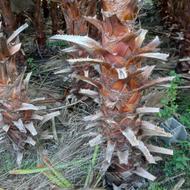 پالم واشنگتن تنه از 2 متر الی 3 متر تنه سرخ آناناسی