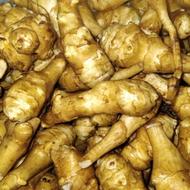 سیبیازما شلغم