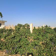 فروش 15 هزار متر باغ انگور سیاه سردشتی