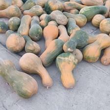 کدو حلوایی عمانی و کدو محلی