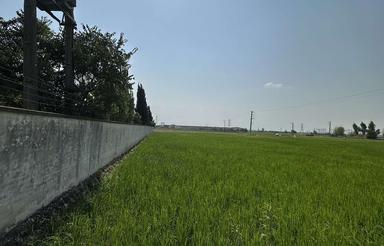 فروش زمین شالیزار در کیلومتر 7 جاده ساری به قائمشهر