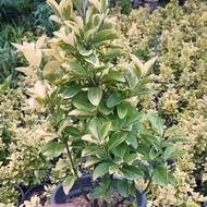 شمشاد طلایی و سبز و یاس بتعداد