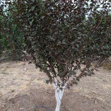 باغچه دارای موتورخانه و اتاقک استراحت مشاع