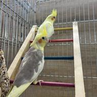 عروس هلندی رام و سخنگو و مناسب جفت