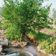 باغ چهاردیواری فروش یا معاوضه با ماشین