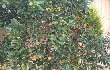 فروش ویلا جنگلی