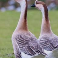 غاز قو طبیعی