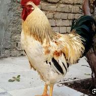 خروس و مرغ محلی
