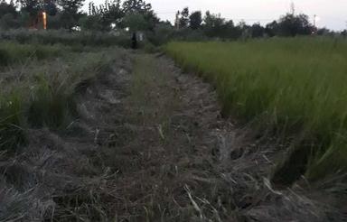 زمین 1,800 متری درمحدوده رشت