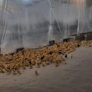 کارگر ساده در پرورش اردک