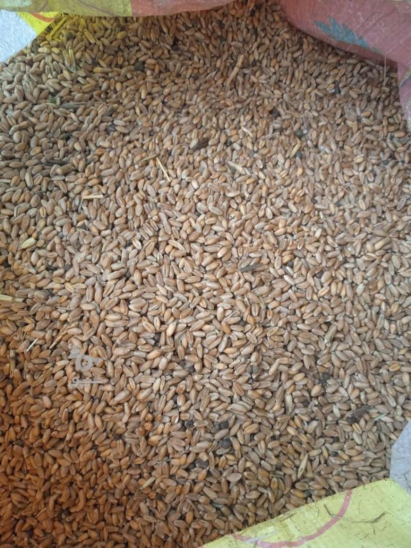 گندم قرمز کیلو 32هزار تومان