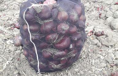 کاشت پیاز شراکتی اطراف نقده