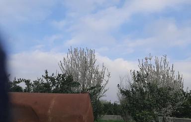 فروش باغ مرکبات در قراخیل قائمشهر