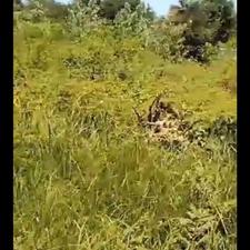 فروش زمین مسکونی 800 متر در لیالستان