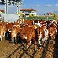 گوساله پرواری سالم | قیمت مناسب | بندر ترکمن